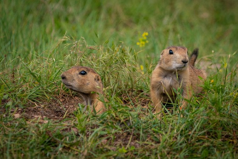 074 Custer SP, prairiehond.jpg